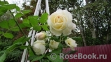 Uetersener Klosterrose Uetersener Klosterrose