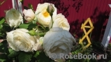 Uetersener Klosterrose Uetersener Klosterrose
