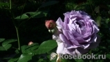 Novalis Novalis