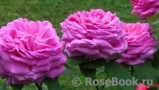 Baronesse Baronesse