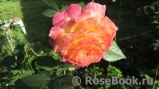 Gartenspass ® Gartenspass ®
