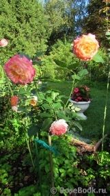 Gartenspass ® Gartenspass ®