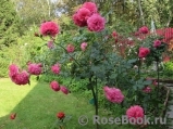 Rosarium Uetersen Rosarium Uetersen
