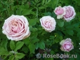 Eden Romantica ® Eden Romantica ®