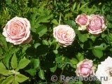 Eden Romantica ® Eden Romantica ®