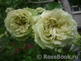 Lovely Green ® Lovely Green ®