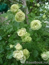 Lovely Green ® Lovely Green ®