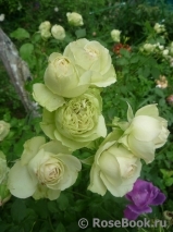 Lovely Green ® Lovely Green ®