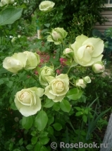 Lovely Green ® Lovely Green ®