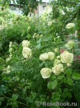 Lovely Green ® Lovely Green ®
