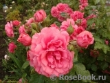 Rosarium Uetersen Rosarium Uetersen
