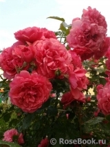 Rosarium Uetersen Rosarium Uetersen