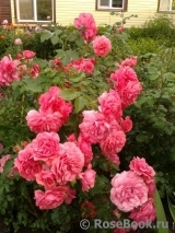 Rosarium Uetersen Rosarium Uetersen