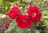 Roter Korsar Roter Korsar