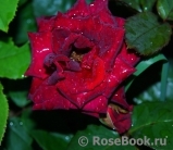 Black Baccara Black Baccara