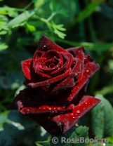 Black Baccara Black Baccara