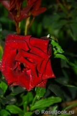 Black Baccara Black Baccara