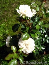 White Meillandina White Meillandina