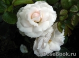 Aspirin Rose Aspirin Rose