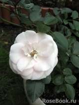 Aspirin Rose Aspirin Rose