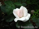 Aspirin Rose Aspirin Rose