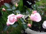 Aspirin Rose Aspirin Rose