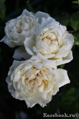 Generous Gardener, The Generous Gardener, The