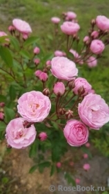 Heavenly Pink Heavenly Pink