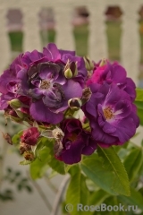 Rhapsody in Blue Rhapsody in Blue