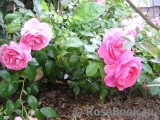 Rosenfee Rosenfee