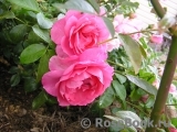 Rosenfee Rosenfee