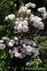 Hans Gonewein Rose Hans Gonewein Rose