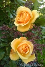 Caron Keating Rose Caron Keating Rose