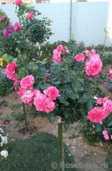 Rosarium Uetersen Rosarium Uetersen