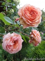 Abraham Darby Abraham Darby