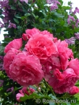 Rosarium Uetersen Rosarium Uetersen