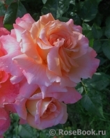 Augusta Luise Augusta Luise
