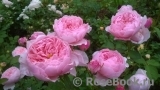 The Alnwick Rose The Alnwick Rose