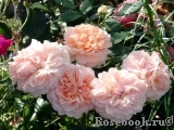 Garden of Roses Garden of Roses