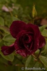 Burgundy Ice Burgundy Ice