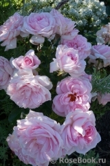 Home & Garden Home & Garden