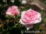 Home & Garden Home & Garden