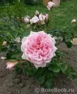 Home & Garden Home & Garden
