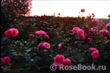Rosarium Uetersen Rosarium Uetersen