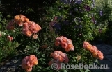 Dionisia ® Dionisia ®