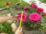 Johann Wolfgang von Goethe Rose® Johann Wolfgang von Goethe Rose®