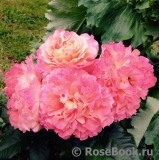 Augusta Luise Augusta Luise
