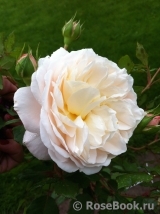 Crocus Rose® Crocus Rose®