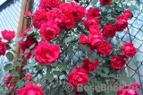 Paul's Scarlet Climber 