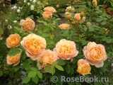 Lady of Shalott Lady of Shalott
